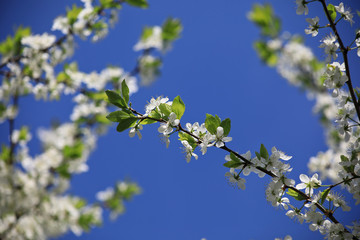 Bloom of a cherry tree in spring
