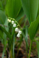 Lily of the valley flower in spring forest