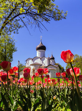 Ancient orthodox christian stone temple. Pskov, Pskov. The Church of St. Basil the Great on the Hill on a background of red tulips.
