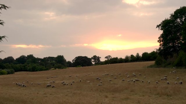 4K video clip showing herd of sheep grazing, eating grass walking in a field on a farm at sunset or sunrise