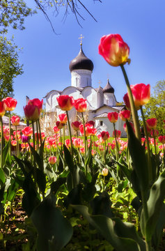Ancient orthodox christian stone temple. Pskov, Pskov. The Church of St. Basil the Great on the Hill on a background of red tulips.