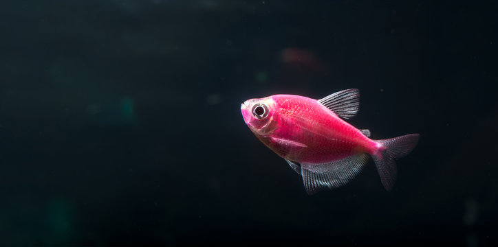 Aquarium fish. Black tetra. Gymnocorymbus ternetzi. Bright glowing colors. Animals. Dark background.