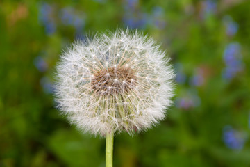 White dandelion in the spring sunny garden
