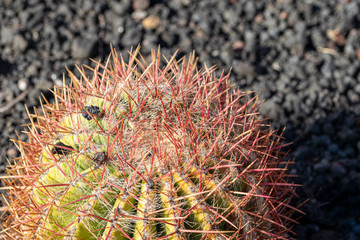 Close up of golden barrel cactus (Echinocactus grusonii)