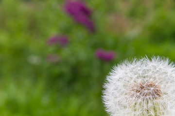 White dandelion in the spring sunny garden