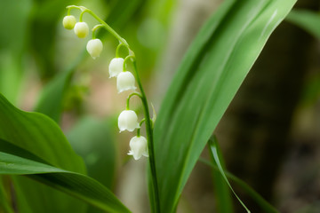 Lily of the valley flower in spring forest