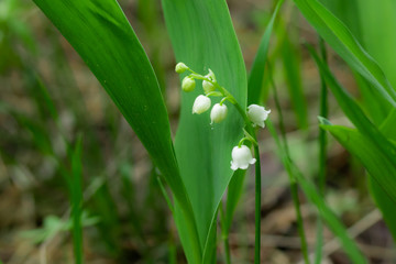 Lily of the valley flower in spring forest