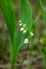 Lily of the valley flower in spring forest