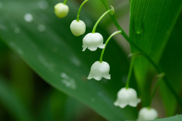 Lily of the valley flower in spring forest
