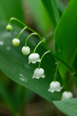 Lily of the valley flower in spring forest