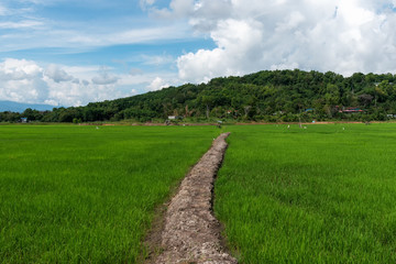 Fototapeta na wymiar Paddy field in Kota beluda Sabah Borneo Malaysia