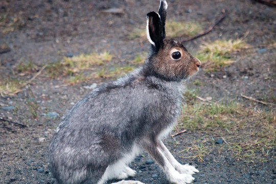 Hare on a country road in the evening hours