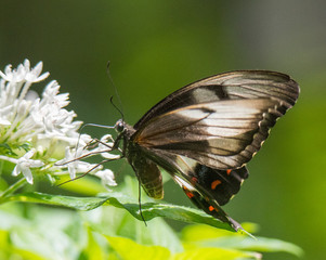 Beautiful Butterflies of the World