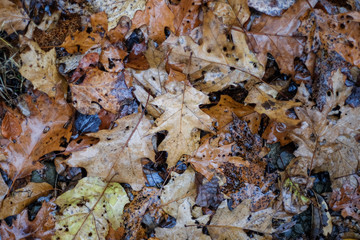 Autumn Leaves on Ground