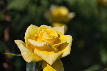 Beautiful rose in the garden in the spring walk mood