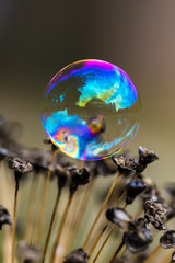Soap bubble landed gently