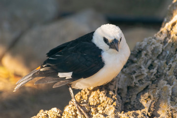 White headed Buffalo weaver (Dinemellia dinemelli)