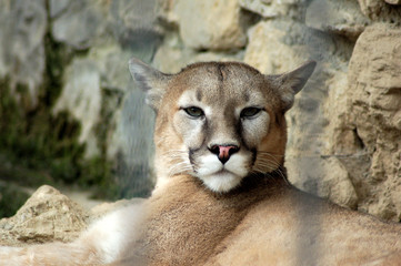 Puma - Puma concolor - Le Cornelle Wildlife Park