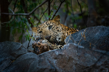 An angry and aggressive leopard or panthera pardus head shot with expression eating  carcass of blue bull at jhalana forest reserve, jaipur, india 