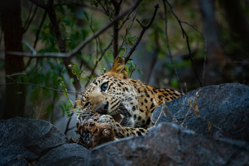 An angry and aggressive leopard or panthera pardus head shot with expression eating  carcass of blue bull at jhalana forest reserve, jaipur, india 