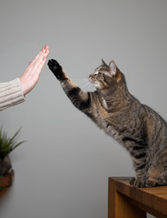 tabby domestic shorthair cat standing on dining table raising paw giving a high five to human owner indoors © furryfritz