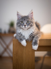 blue tabby maine coon kitten relaxing on wooden dining table looking at camera letting the paws...
