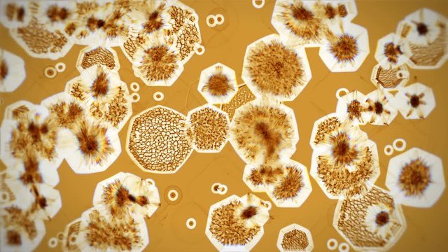 Microorganisms travel on a brown background.Bacteria virus or germs microorganism cells under microscope with depth.