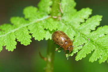 A small beetle sits on a leaf of the plant.