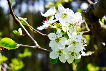 white flowers of cherry tree