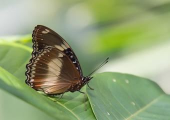 Beautiful Butterflies of the World