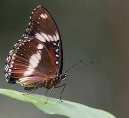 Beautiful Butterflies of the World