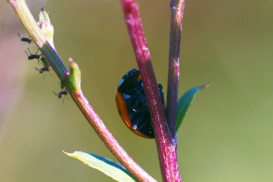 Ladybug, Khibiny mountains