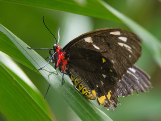 Beautiful Butterflies of the World