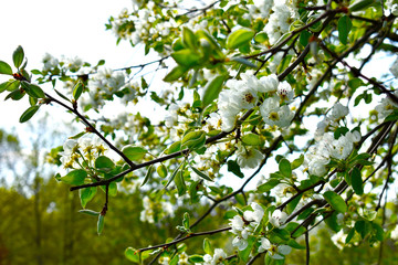 branch of a tree in spring