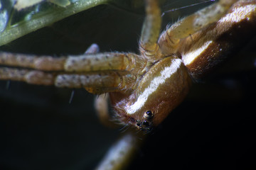 Wolf spider (Lycosidae) on green leaf