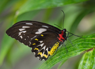 Beautiful Butterflies of the World