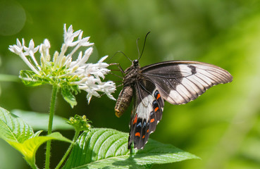 Beautiful Butterflies of the World