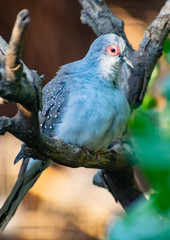 Diamond dove (Geopelia cuneata) close up
