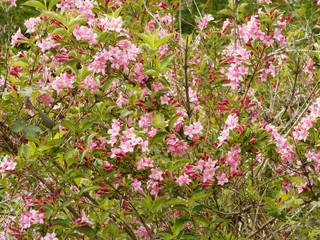 Fototapeta premium Inflorescence du weigélia (Weigela florida) couvert de fleurs et de boutons rose sur des branches arquées au feuillage vert au printemps