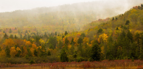 autumn rural landscape with trees