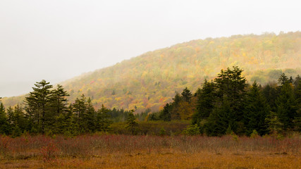 Fototapeta na wymiar landscape with trees in autumn