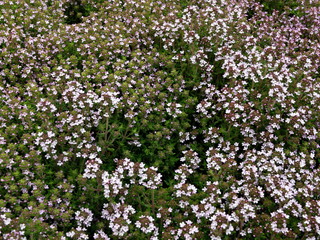 massif de thym en fleurs