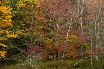 autumn in the forest