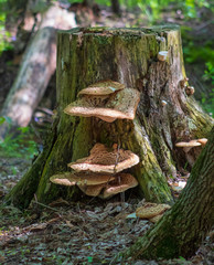 Fototapeta premium Moss and Fungus on a tree stump
