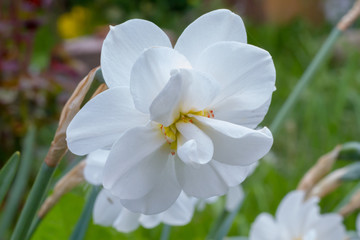 White daffodil in spring sunny garden