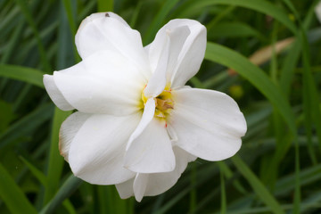 White daffodil in spring sunny garden