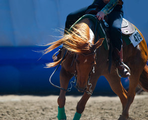 chestnut quarter horse closeup under the saddle in backlight - 270081284