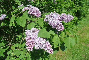 flower, lilac, spring, nature, purple, flowers, garden, green, blossom, bush, pink, bloom, summer, tree, floral, beauty, blooming, leaf, branch, flora, season, beautiful,  petal