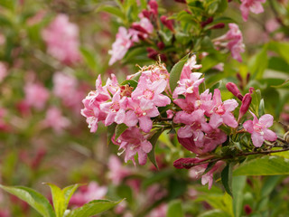(Weigela florida)  Weigélia, inflorescence printanière