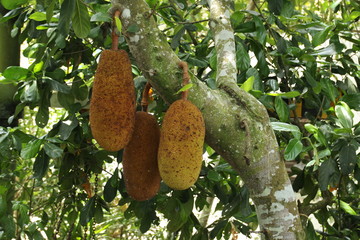 Jackfrucht
